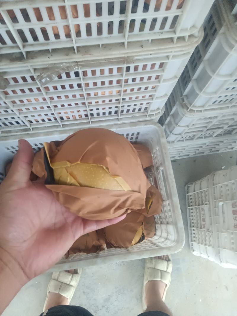 秋月梨次果，便宜，原因果子太大袋子，鼓破了。