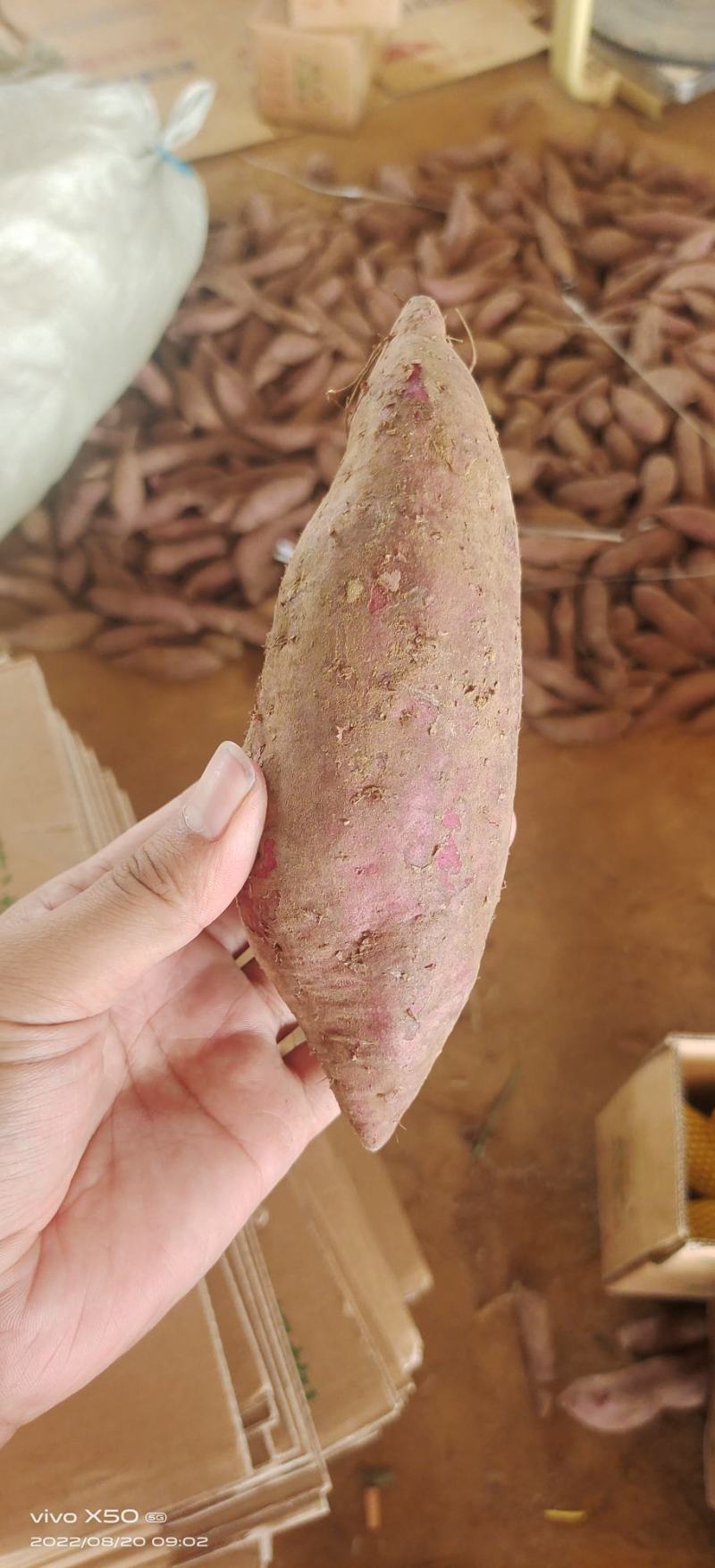山东红薯-六鳌蜜薯优质紫罗兰大量供应市场电商加工厂