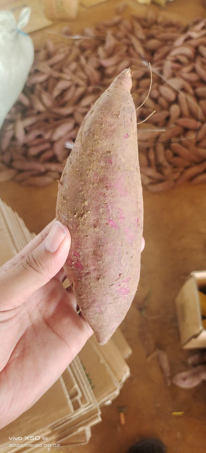 山东红薯-六鳌蜜薯优质紫罗兰大量供应市场电商加工厂