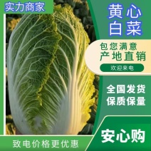 【精选】山东优质黄心大白菜产地发货质量保证量大从优