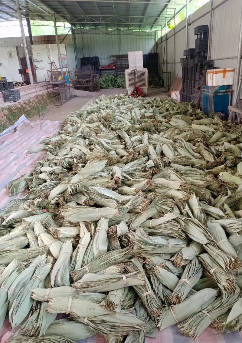 桂林精选烘干箬叶粽叶7公分以上今年新叶大量批发