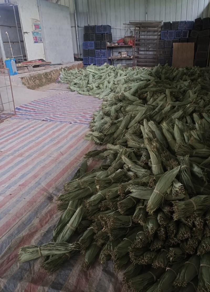 桂林精选烘干箬叶粽叶7公分以上今年新叶大量批发