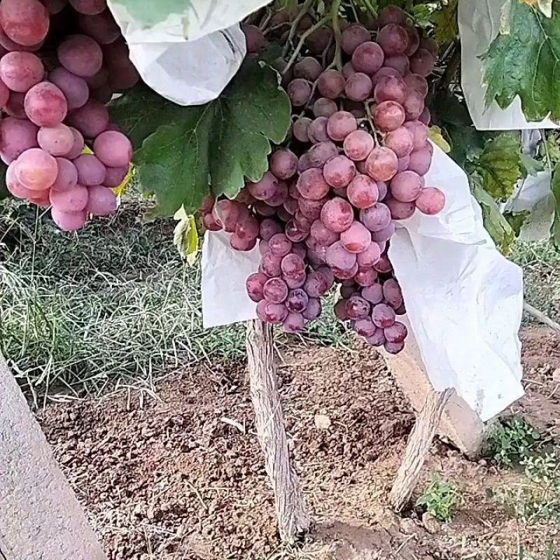 陕西蒲城红提葡萄产地供货一手货源全国发货火热预定中欢迎