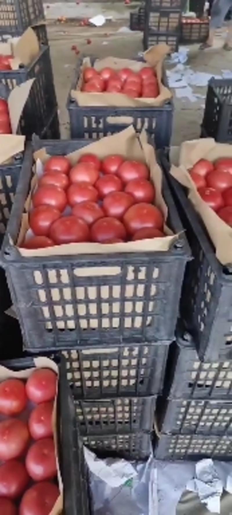 河南硬粉西红柿大量供应超市电商市场产地直发一手货源