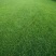 草皮大量上市了价格优惠一手货源可视频看货
