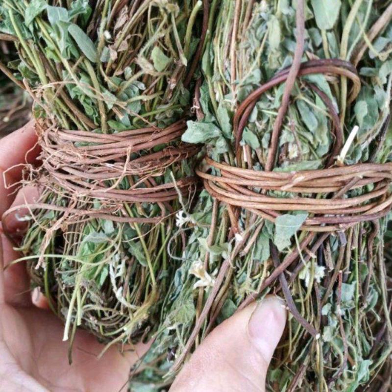 有叶鸡骨草货源充足大量上市品质好价格低保质保量