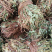 有叶鸡骨草货源充足大量上市品质好价格低保质保量