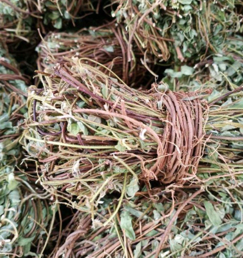 有叶鸡骨草货源充足大量上市品质好价格低保质保量