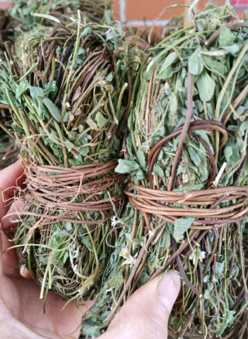 有叶鸡骨草货源充足大量上市品质好价格低保质保量