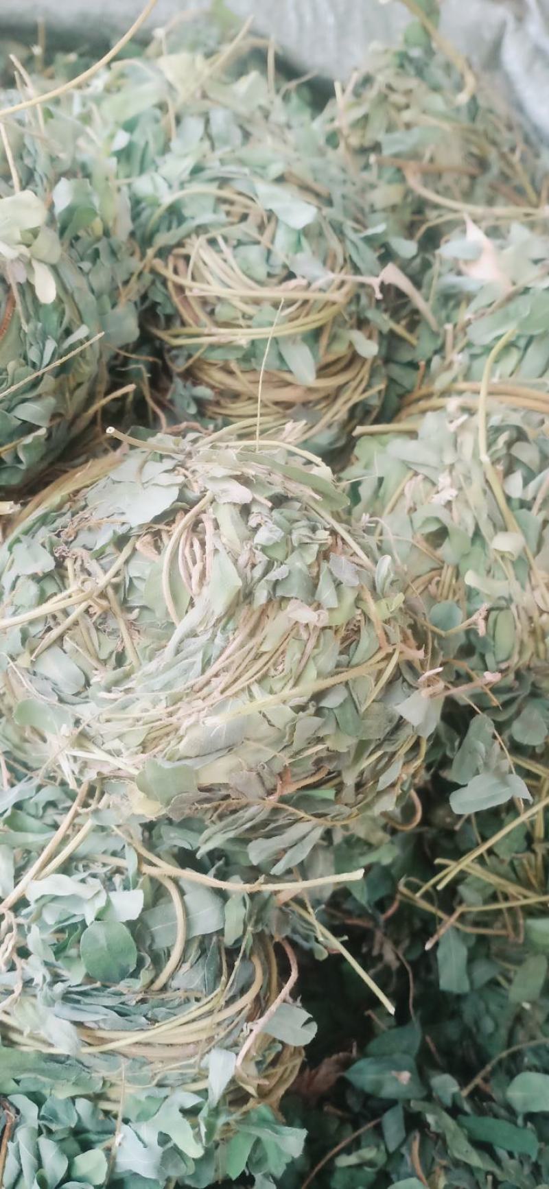 有叶鸡骨草货源充足大量上市品质好价格低保质保量
