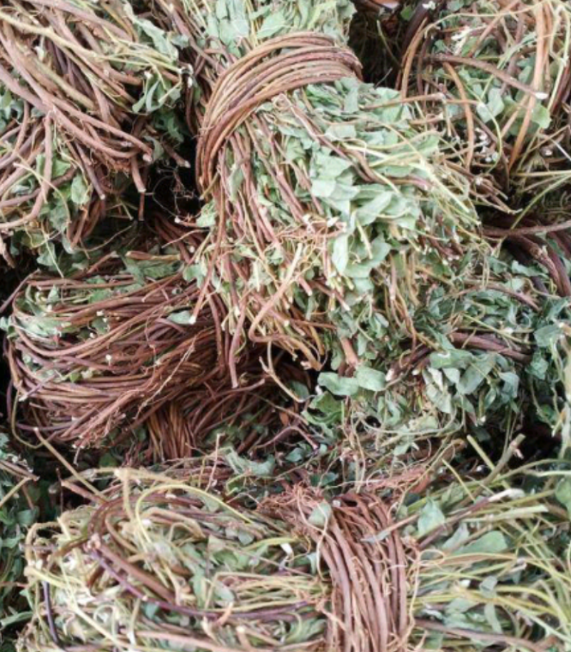 有叶鸡骨草货源充足大量上市品质好价格低保质保量