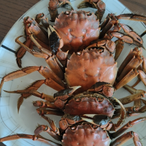 河蟹销售盘锦河蟹盘锦本地河蟹大量上市需要的找我