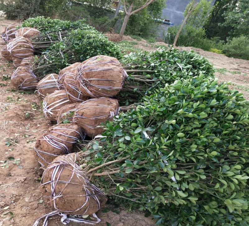 黄杨球大量上市价格优惠一手货源品质保证