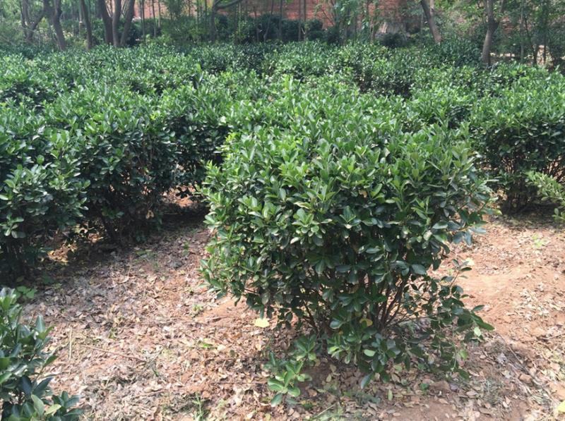 黄杨球大量上市价格优惠一手货源品质保证
