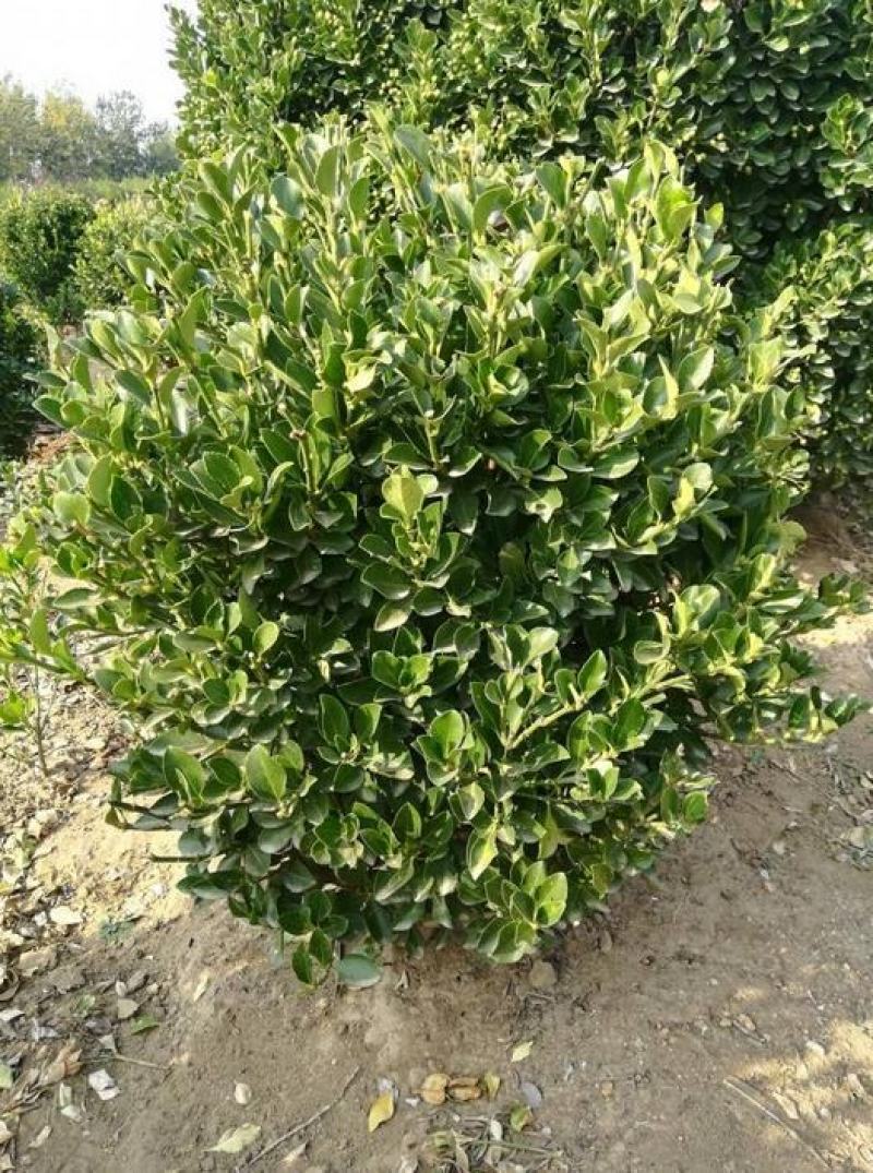黄杨球大量上市价格优惠一手货源品质保证