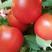 西红柿大量供应、剪把子、质量保证、支持各种包装、欢迎采购