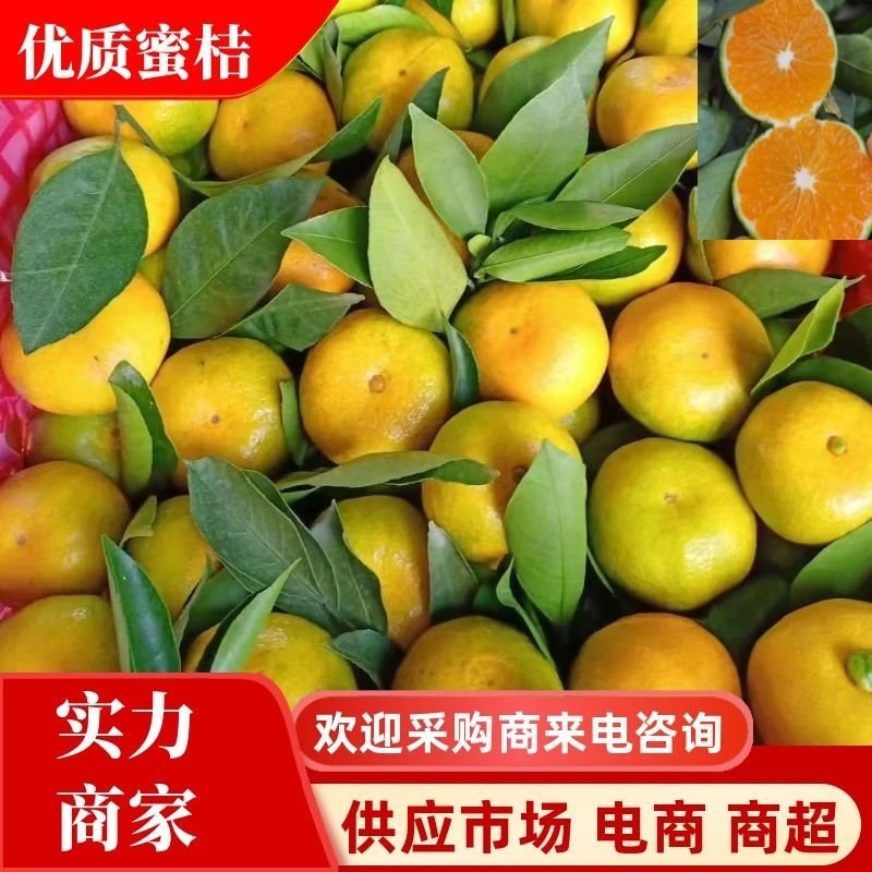【蜜桔】特早蜜橘大量供应中酸甜可口坏烂包赔