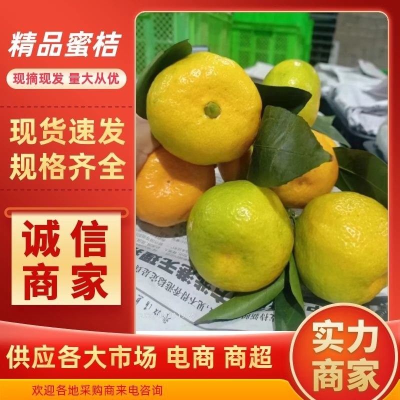 蜜桔柑桔特早蜜橘，皮薄无籽果园现摘现发欢迎咨