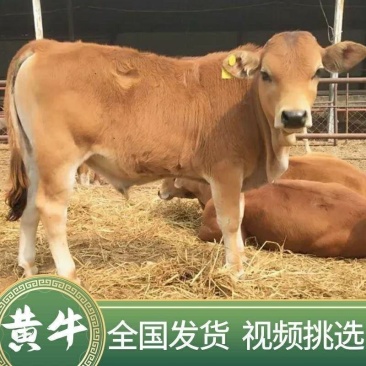 黄牛自繁自养价格优惠免费送货上门自由挑选