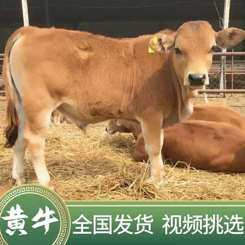 黄牛自繁自养价格优惠免费送货上门自由挑选