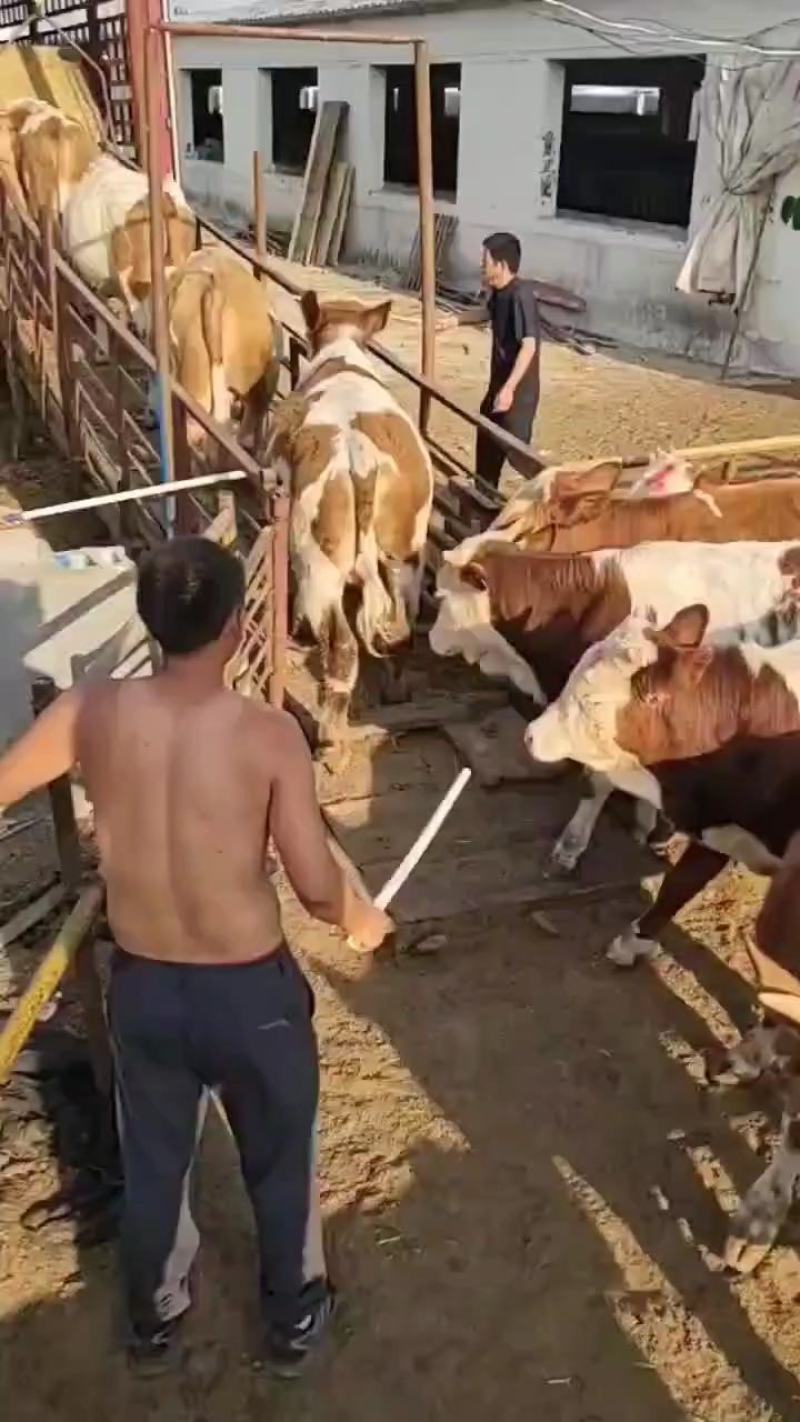 黄牛自繁自养价格优惠免费送货上门自由挑选