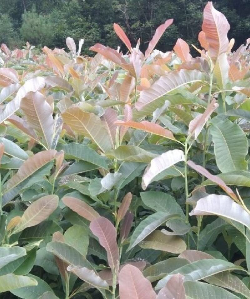厚朴苗厚朴一年苗两年苗规格齐全药材种苗易成活