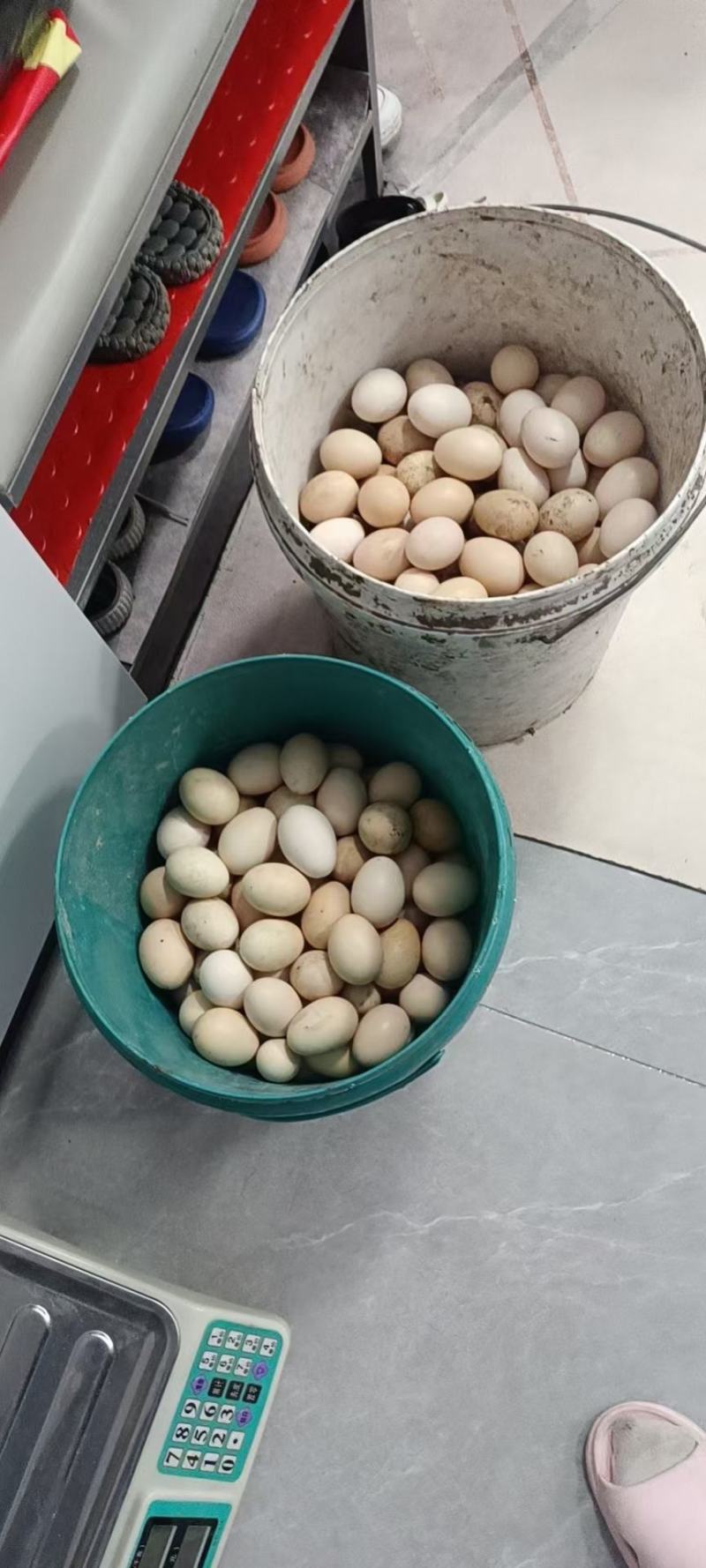 全部下蛋柴鸡清群出售