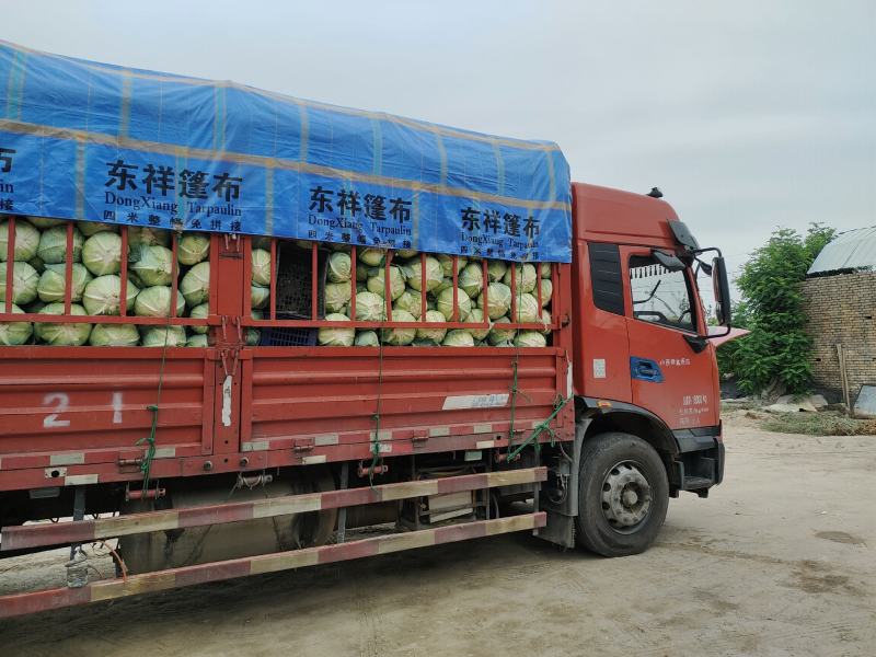 奥奇娜扁包靖远蔬菜产地供应货源充足