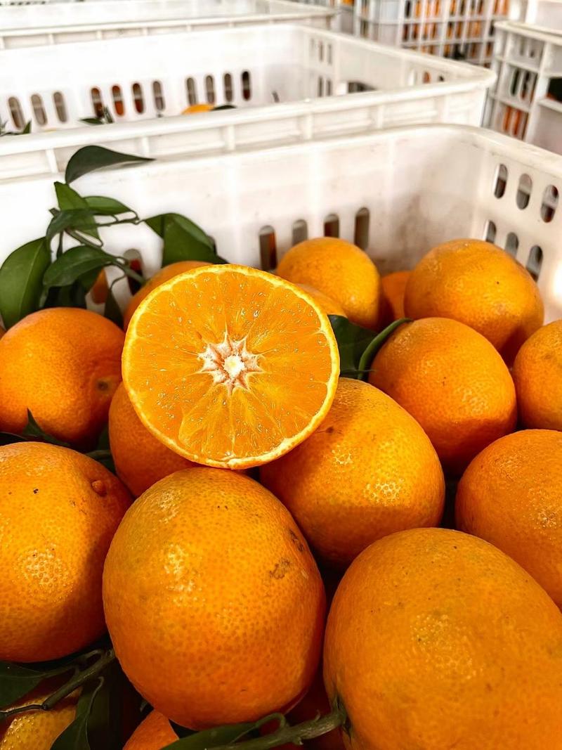 四川眉山爱媛38晚熟橙子柑橘新鲜带枝发货对接主播