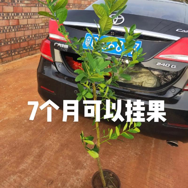 正宗香水柠檬苗现挖现发提供技术7个月可挂果品种纯正好存活