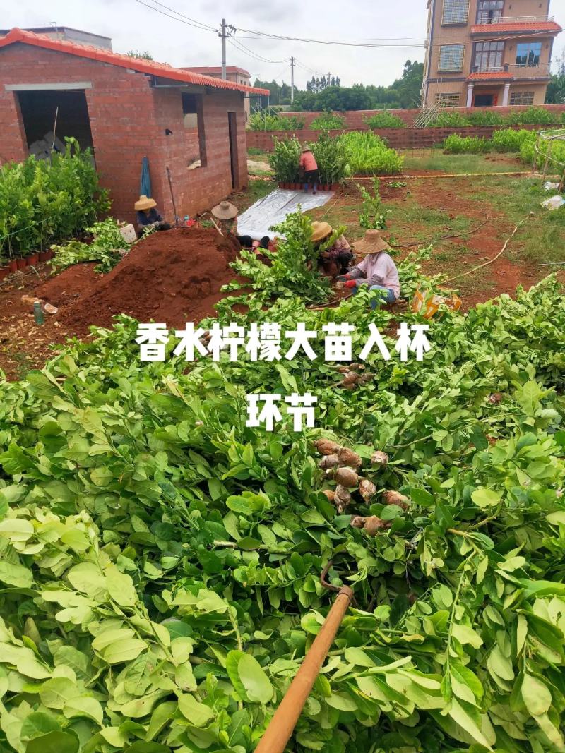 正宗香水柠檬苗现挖现发提供技术7个月可挂果品种纯正好存活