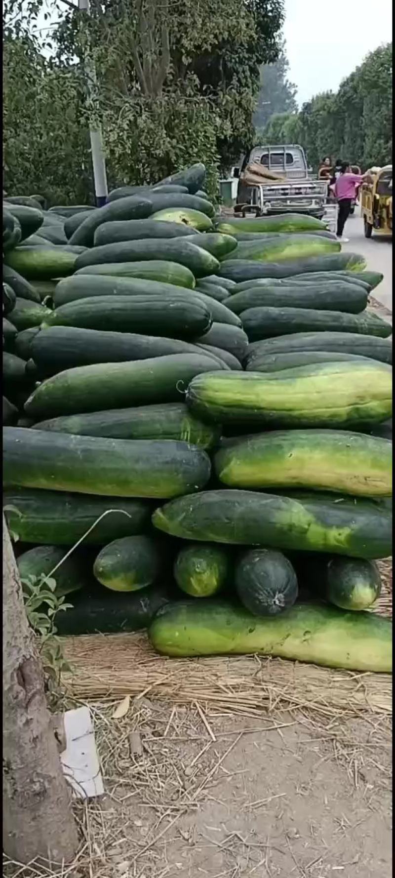 露天地冬瓜安徽精品黑皮冬瓜大量上市量大从优欢迎选购