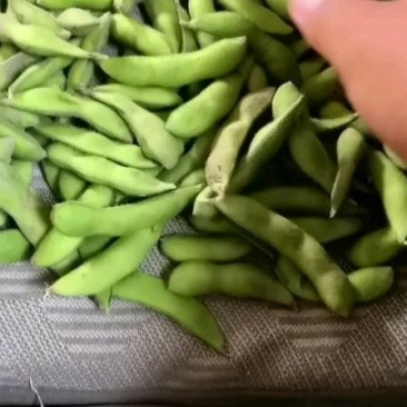 郯城开心绿绿宝石，毛豆，大青豆，产地直供大量有货