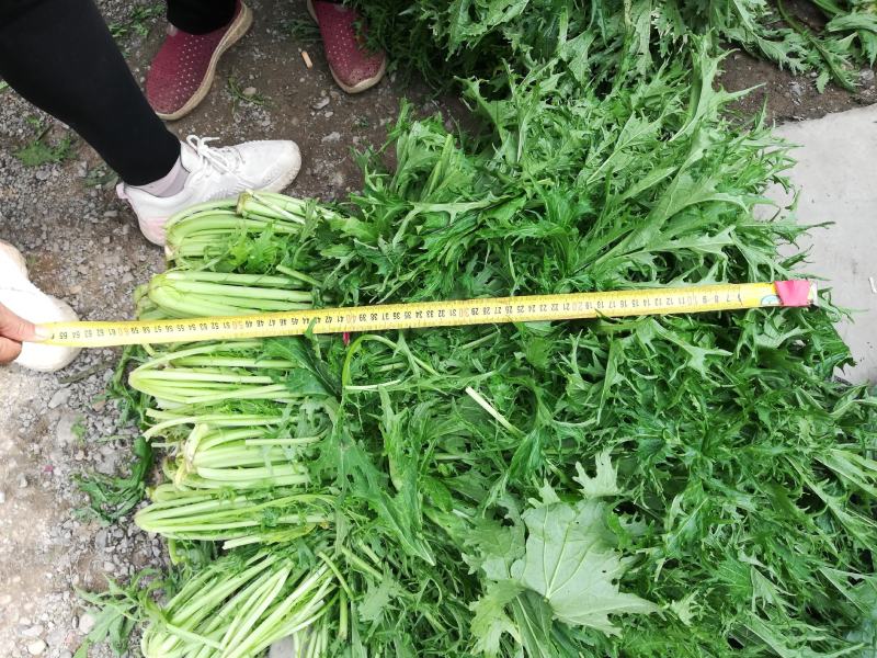 湖北省钟祥市雪里红/地头发货/工厂货/市场货/电商货。