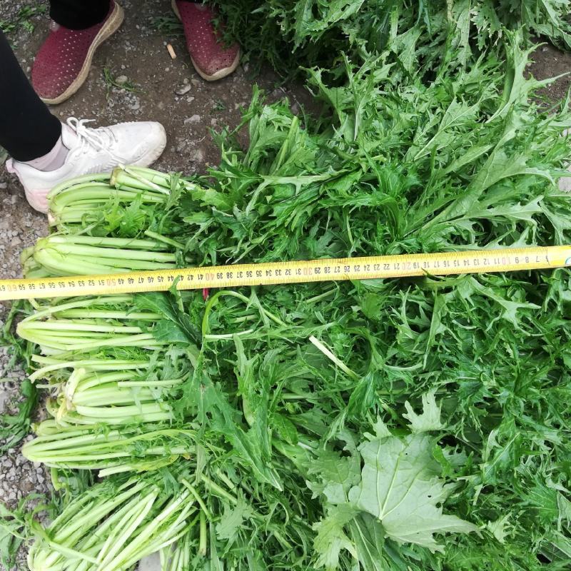 湖北省钟祥市雪里红/地头发货/工厂货/市场货/电商货。