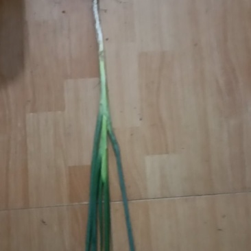 大葱