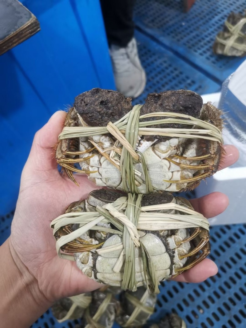 正宗阳澄湖大闸蟹