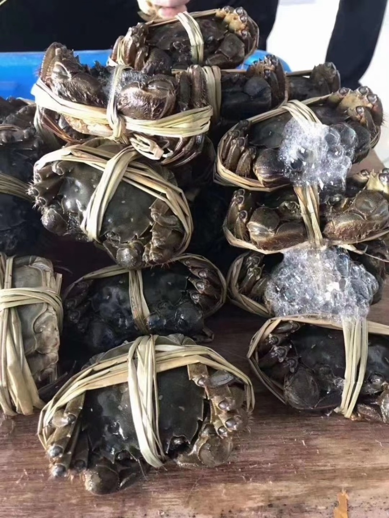 正宗阳澄湖大闸蟹