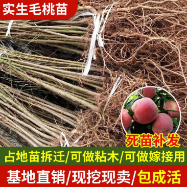 实生毛桃苗粘木苗未嫁接直生苗
