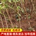 实生毛桃苗粘木苗未嫁接直生苗