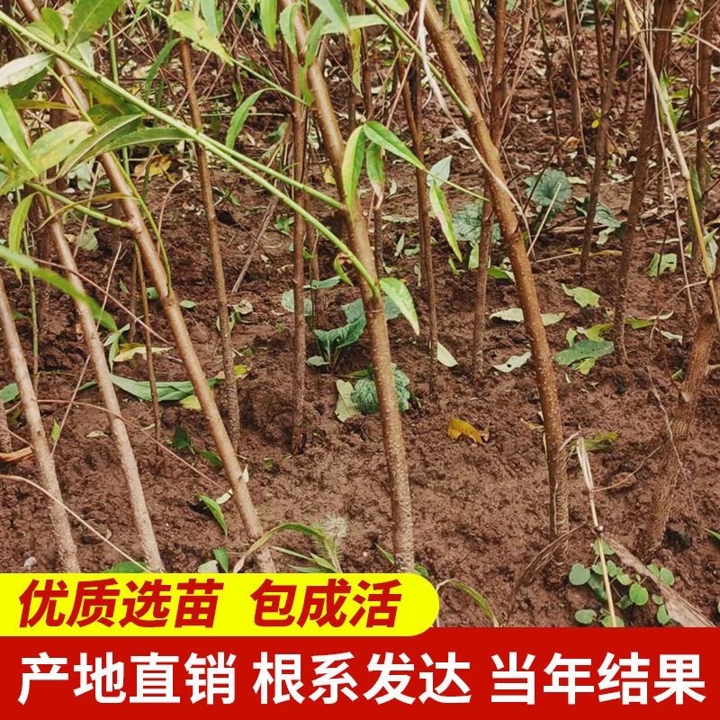 实生毛桃苗粘木苗未嫁接直生苗