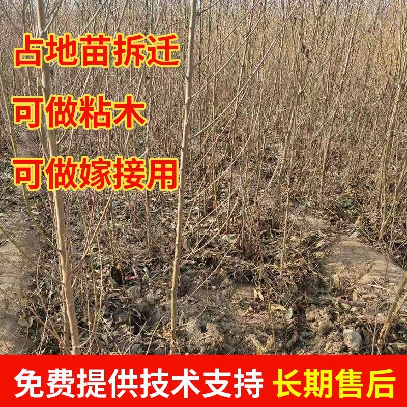 实生毛桃苗粘木苗未嫁接直生苗