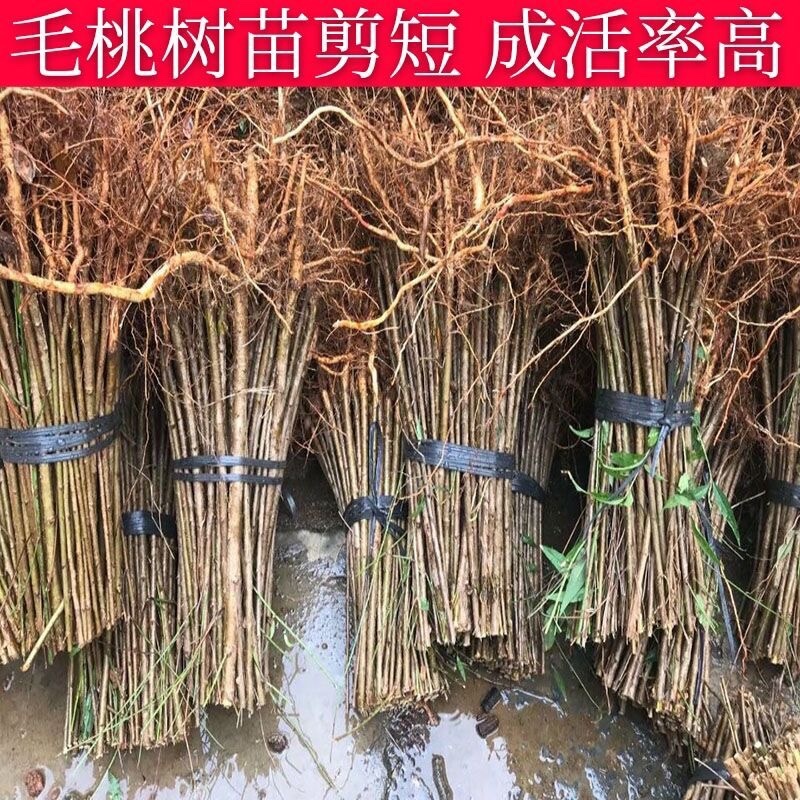实生毛桃苗粘木苗未嫁接直生苗