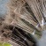实生毛桃苗粘木苗未嫁接直生苗