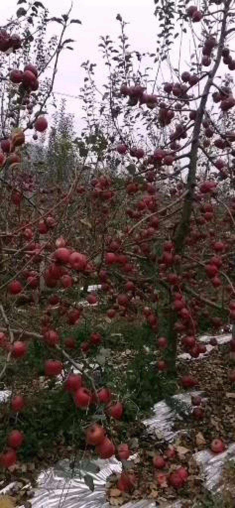 云南昭通正宗丑苹果，即将大量上市，有需要的老板请随时联系