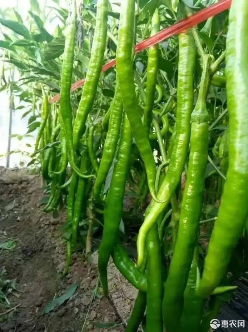 线椒大量上市，