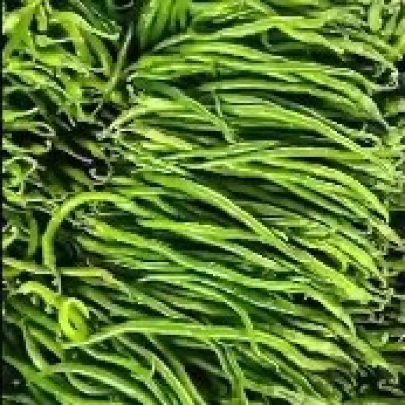 龙椒，螺丝椒，尖椒，线椒原产地，9月15号左右大量上市。