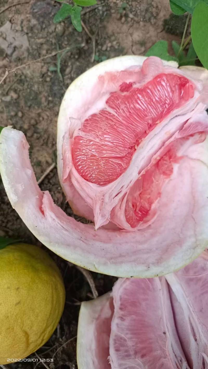 三红，红柚