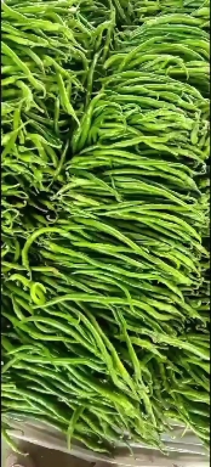 龙椒，螺丝椒，尖椒，线椒原产地，9月15号左右大量上市。