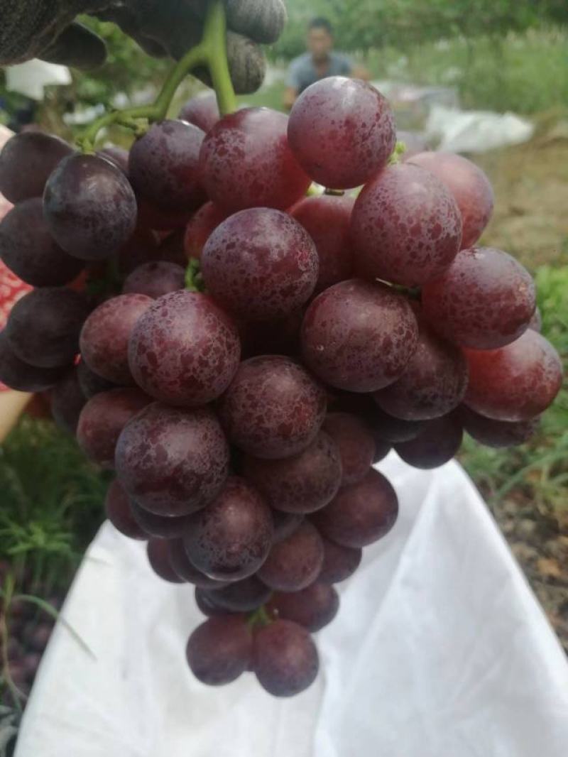 陕西渭南红提葡萄大量上市口感香甜糖度高